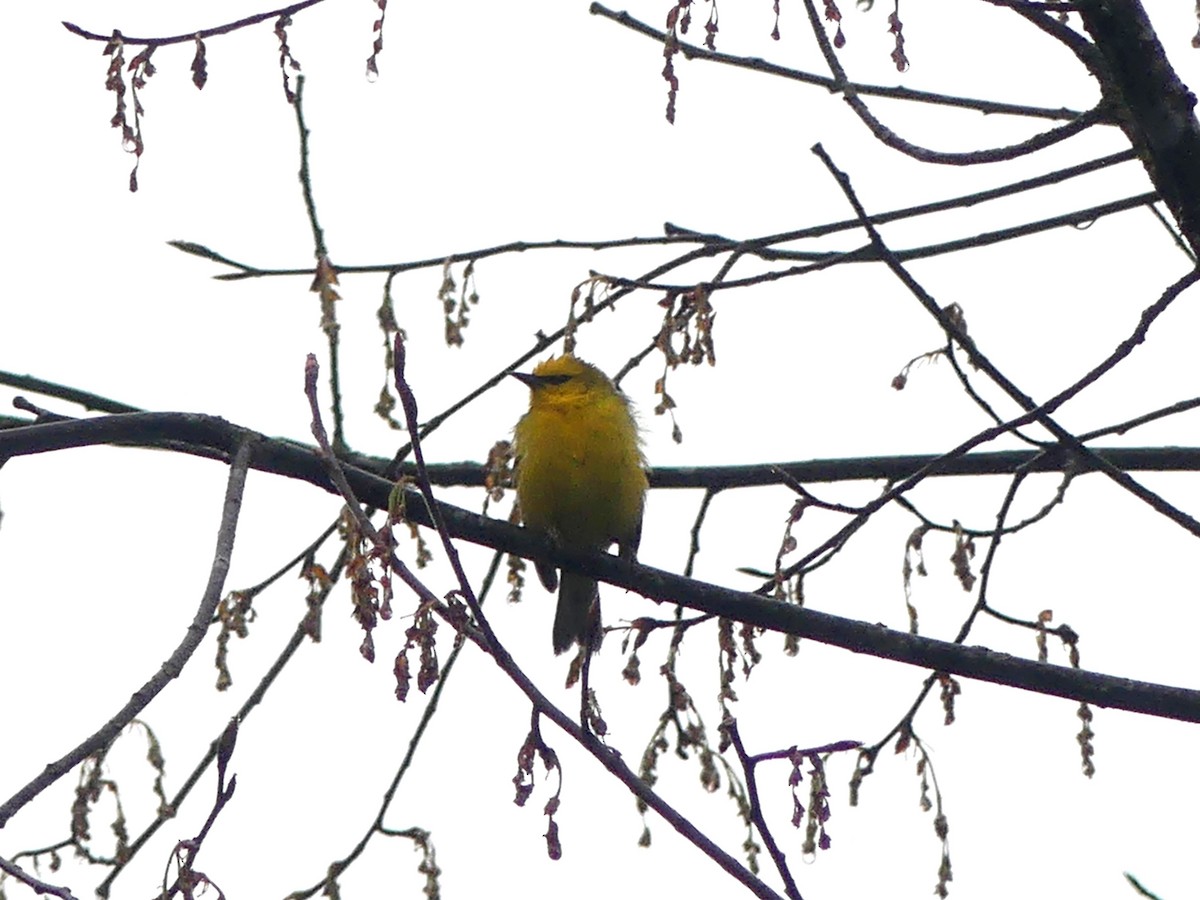 Blue-winged Warbler - ML618941057