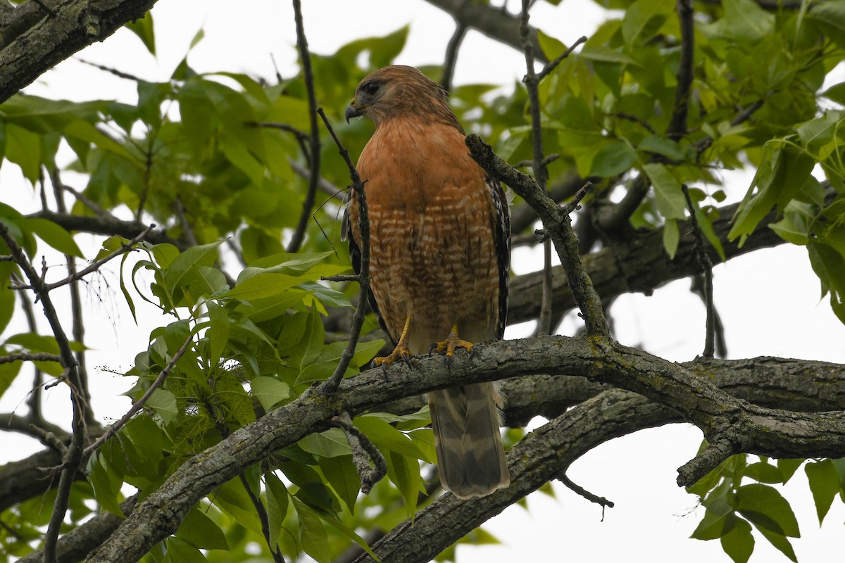 Red-shouldered Hawk - Jessica Coss