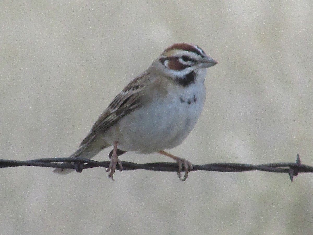 Lark Sparrow - Felice  Lyons