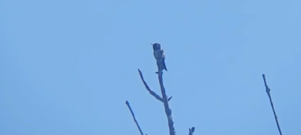 Ruby-throated Hummingbird - Emerson Lisboa