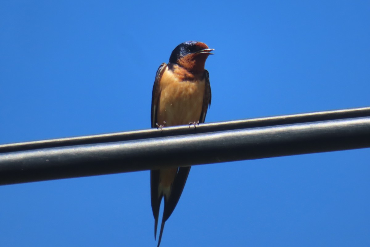 Barn Swallow - Margaret Higbee