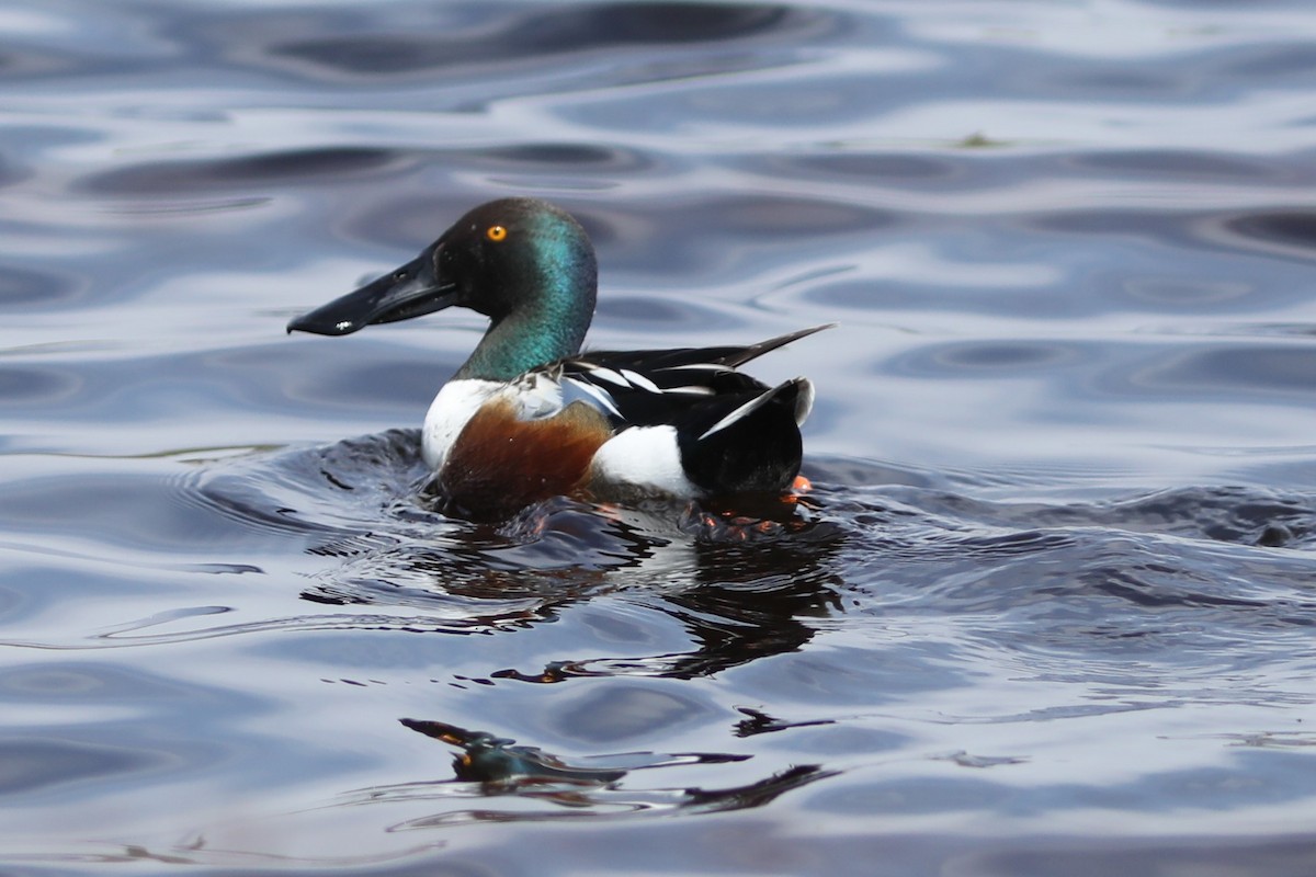 Northern Shoveler - Irene Crosland