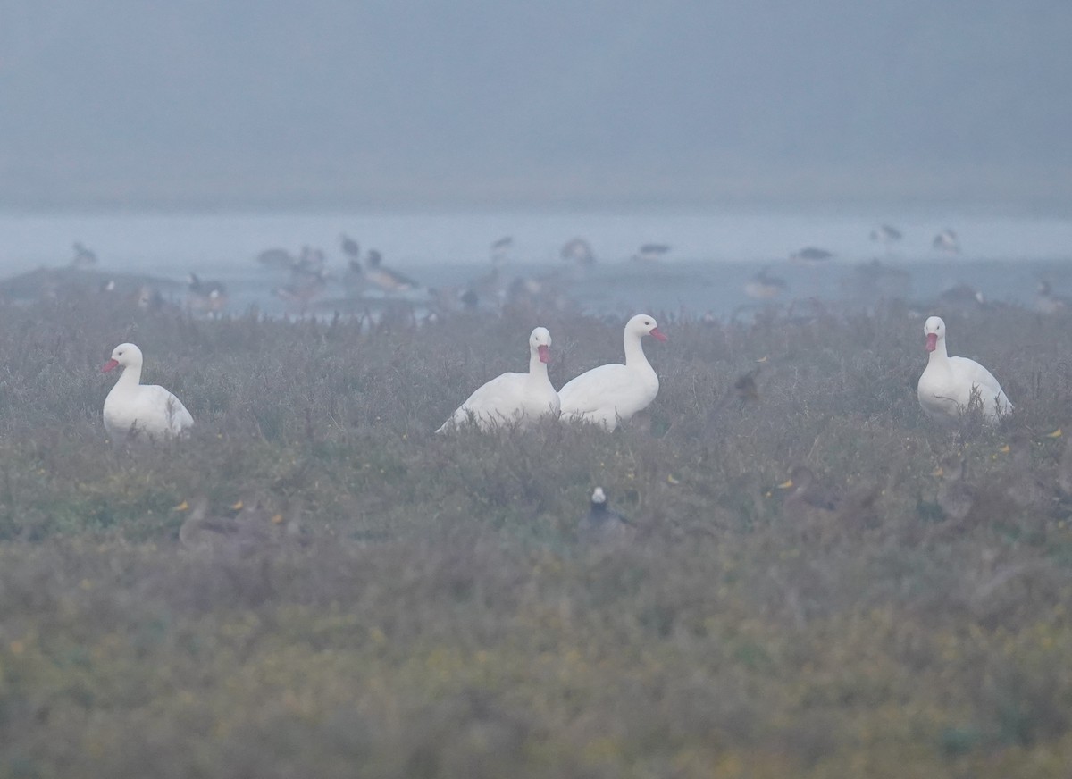 Coscoroba Swan - Olivares Barraza