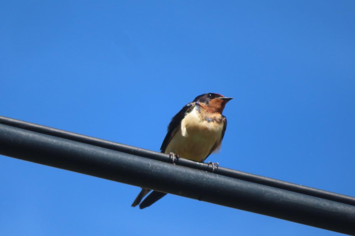 Barn Swallow - Margaret Higbee