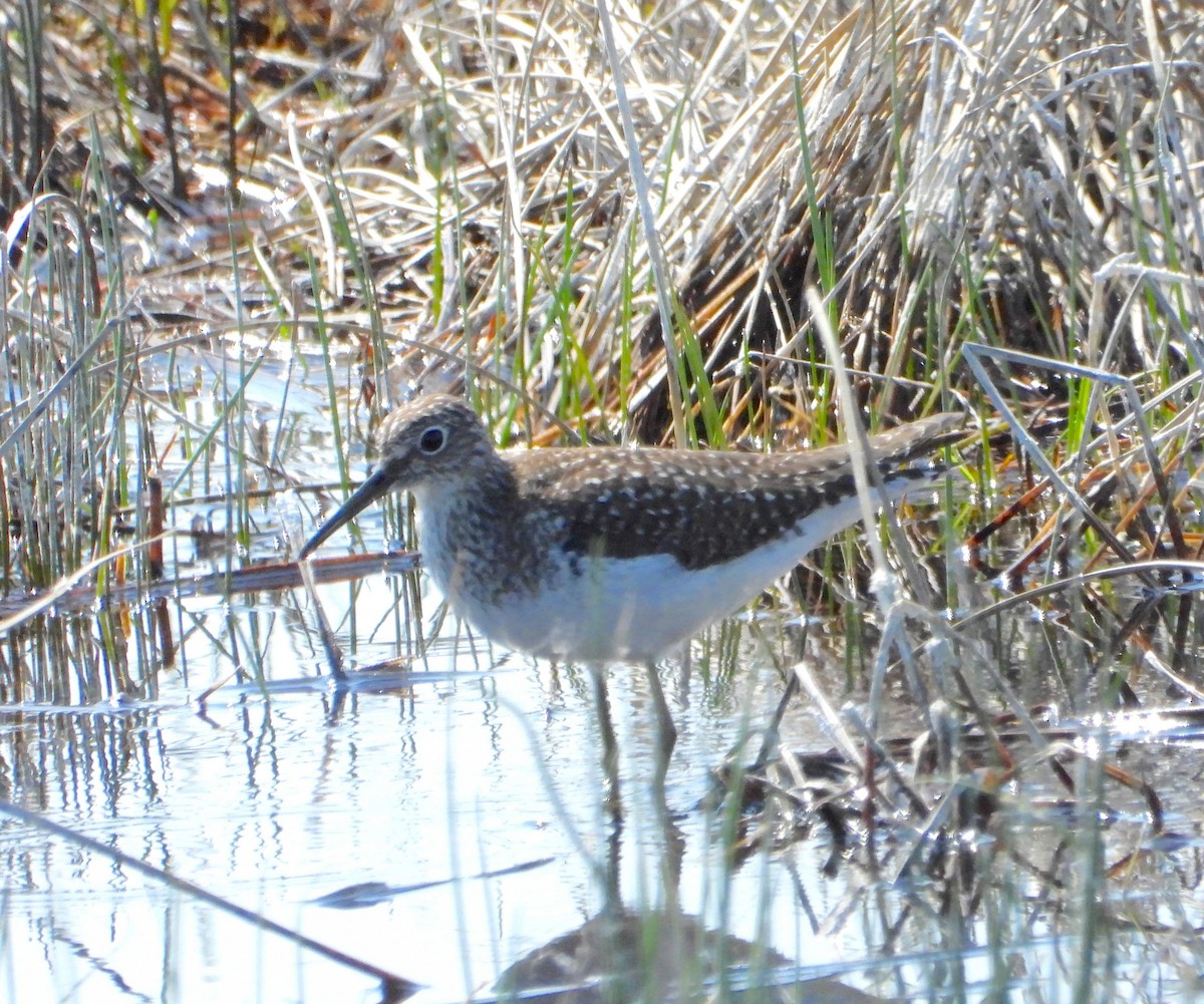 Solitary Sandpiper - Hiroyuki Aoki