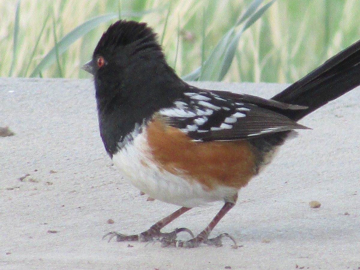 Spotted Towhee - Felice  Lyons