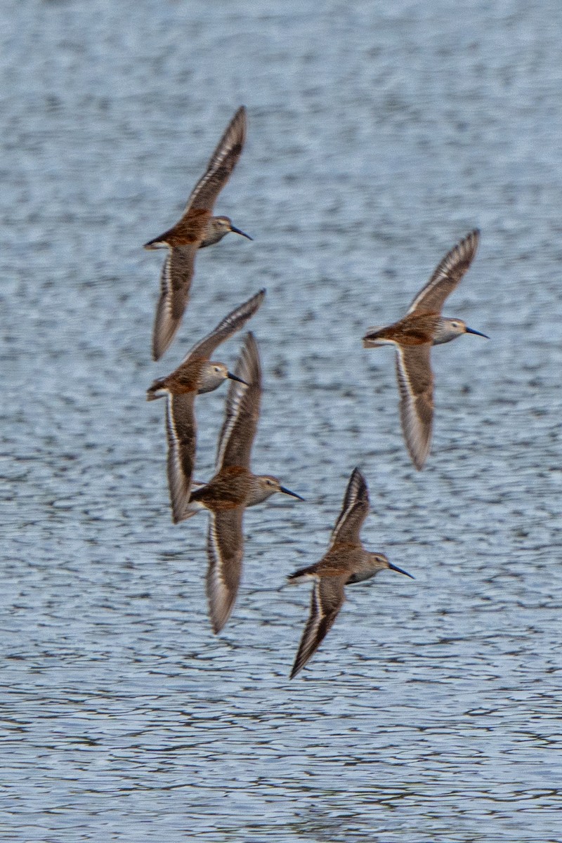 Dunlin - Peter Lypkie