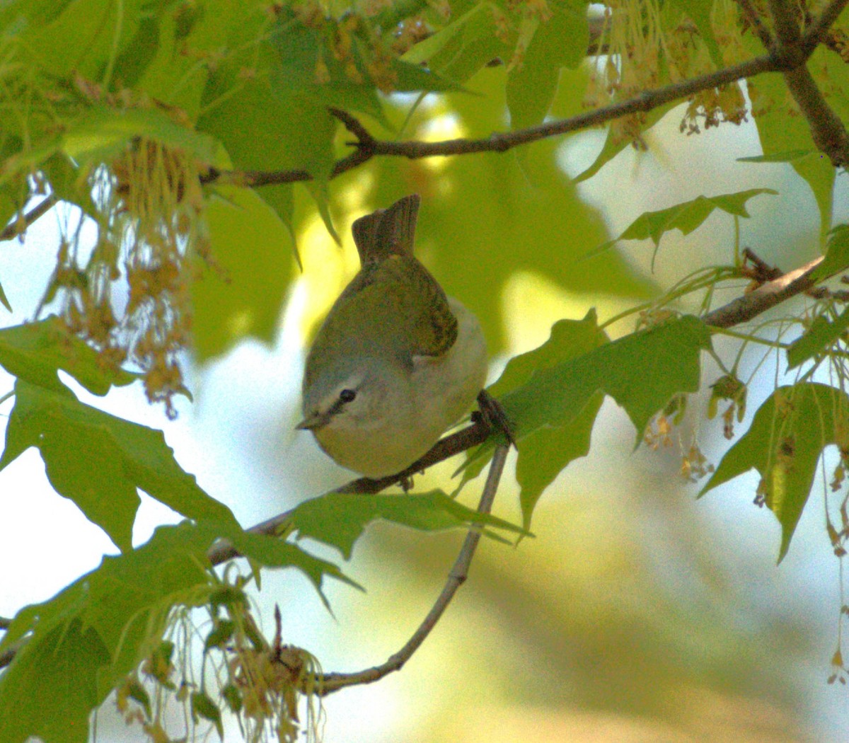 Tennessee Warbler - Neil Wingert