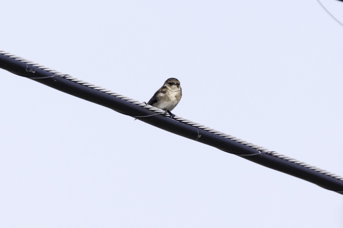 Northern Rough-winged Swallow - ML618941176