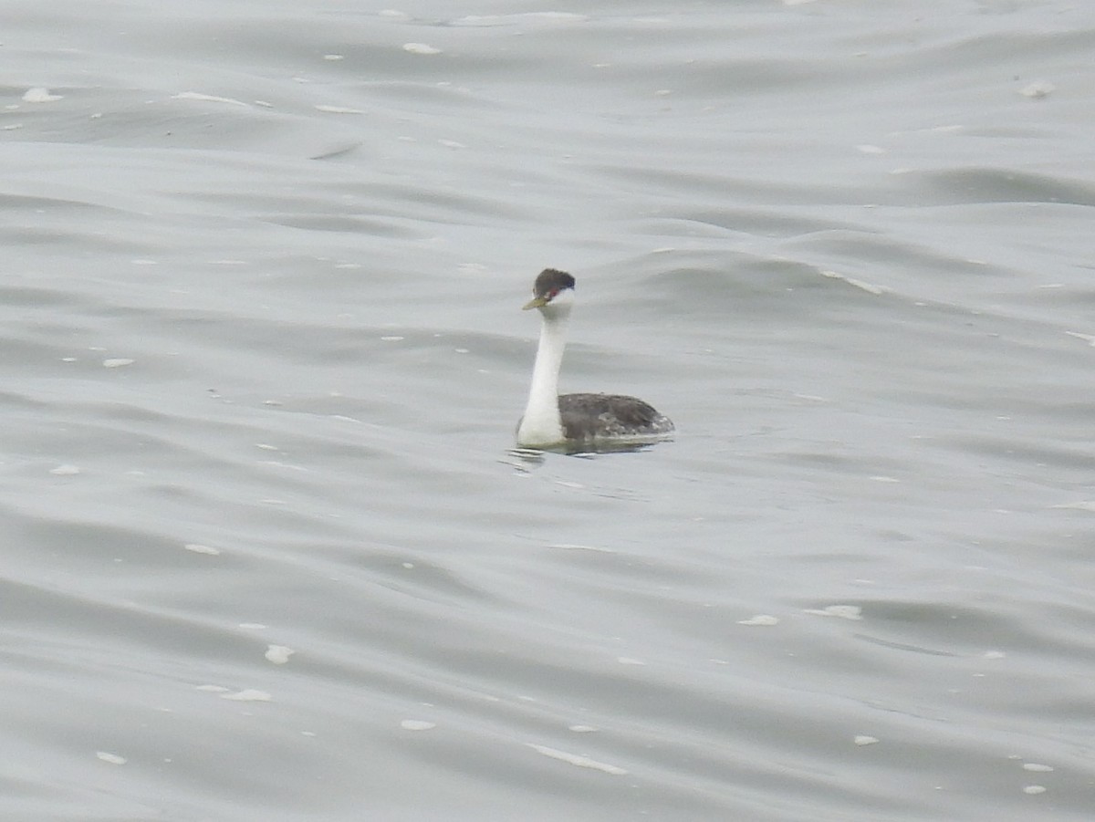 Western Grebe - ML618941191