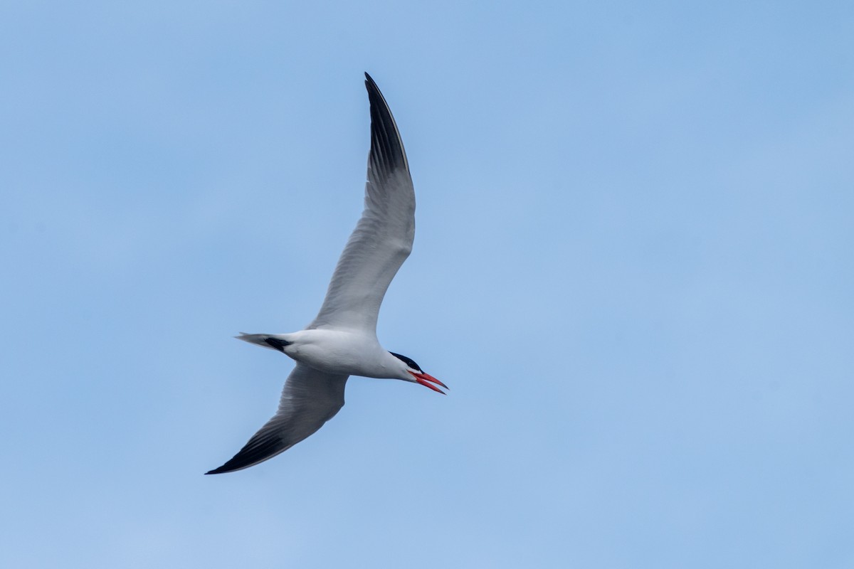 Caspian Tern - Peter Lypkie