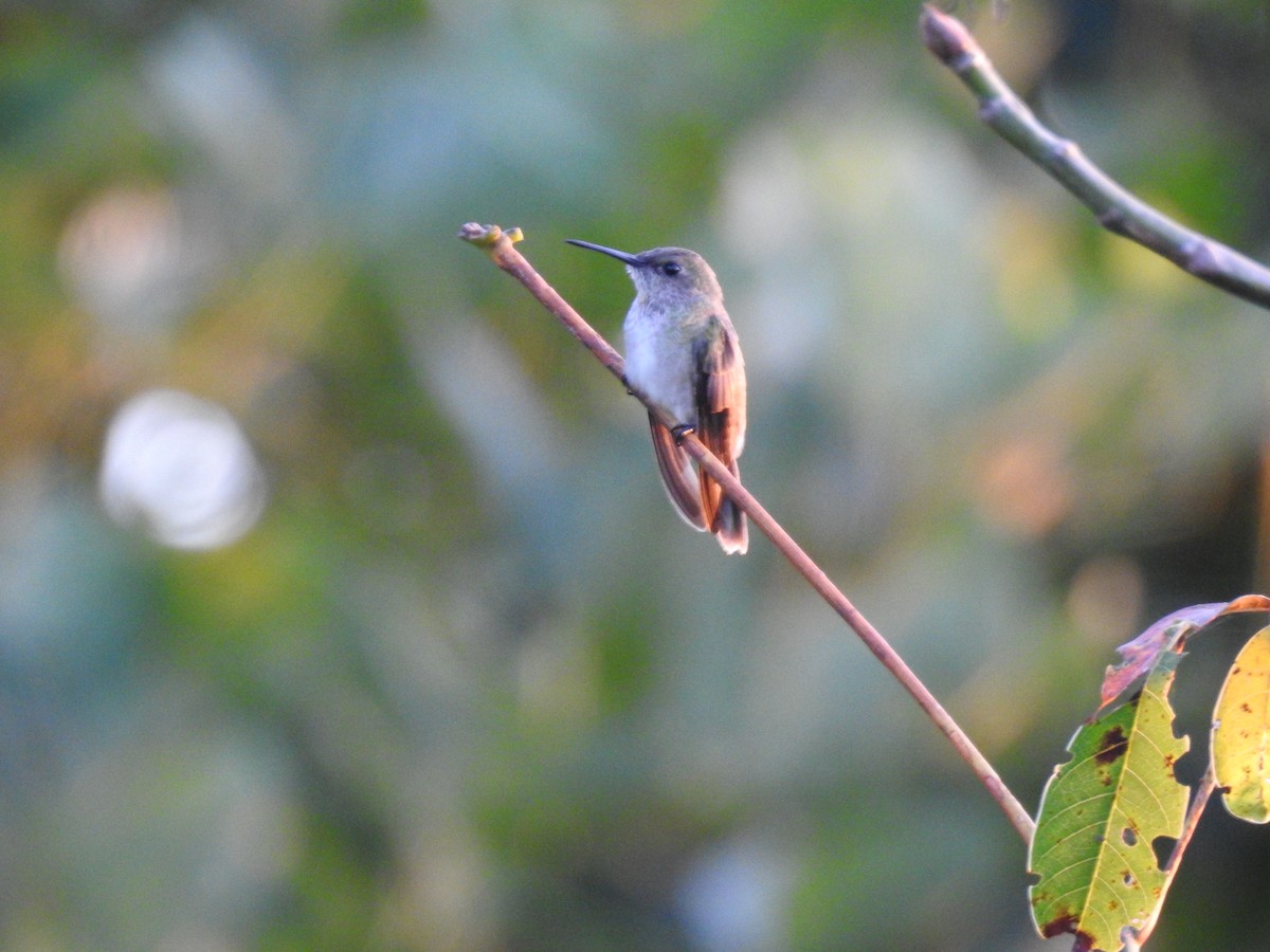 Olive-spotted Hummingbird - Diana Patricia Deaza Curico