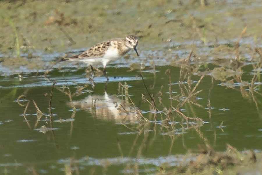 Baird's Sandpiper - ML618941208