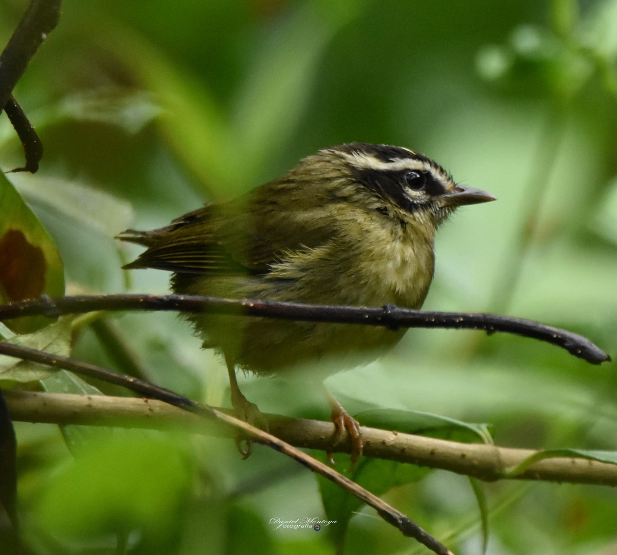 Russet-crowned Warbler - ML618941236