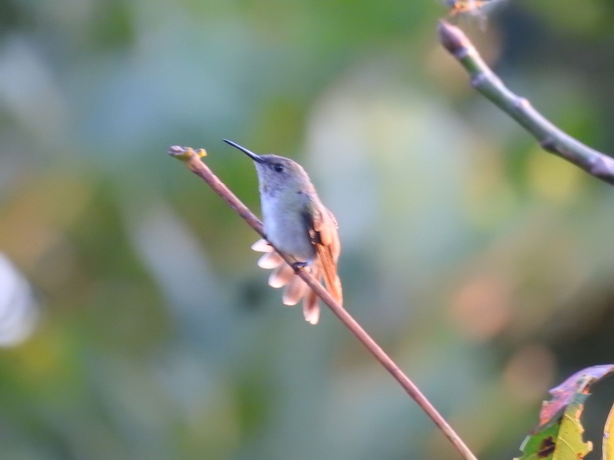 Olive-spotted Hummingbird - ML618941253