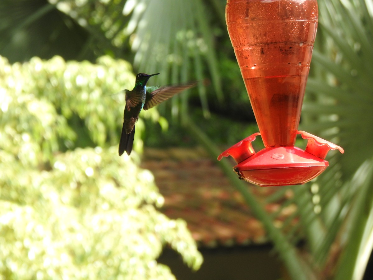 Violet-fronted Brilliant - Jose Esteban Cortes Rodríguez