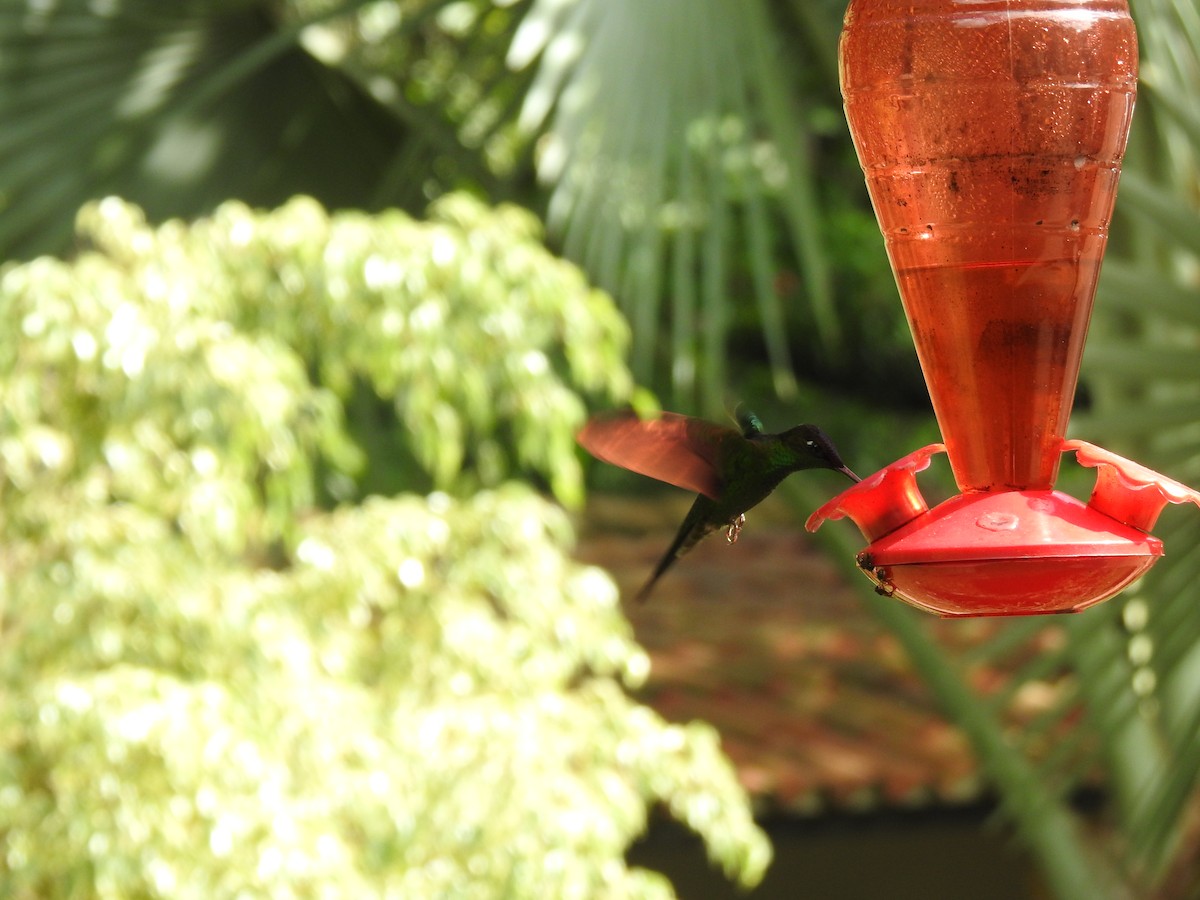 Violet-fronted Brilliant - Jose Esteban Cortes Rodríguez