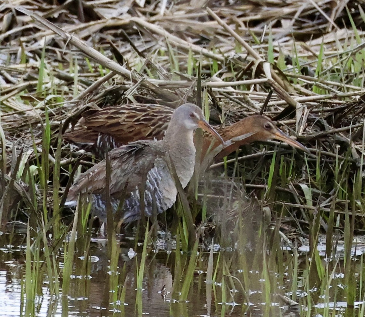 Clapper Rail - Margo Goetschkes