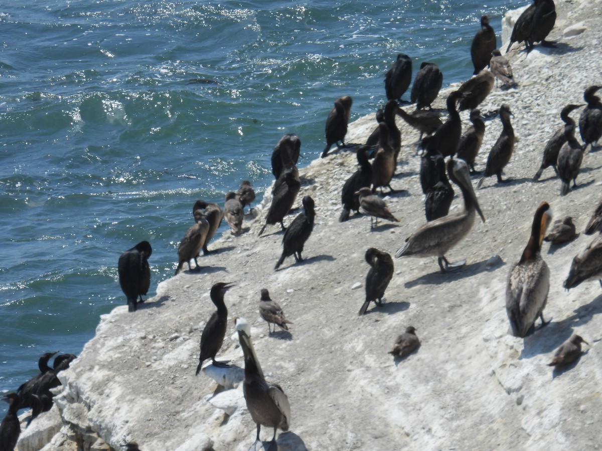 Brandt's Cormorant - Kathy Spencer