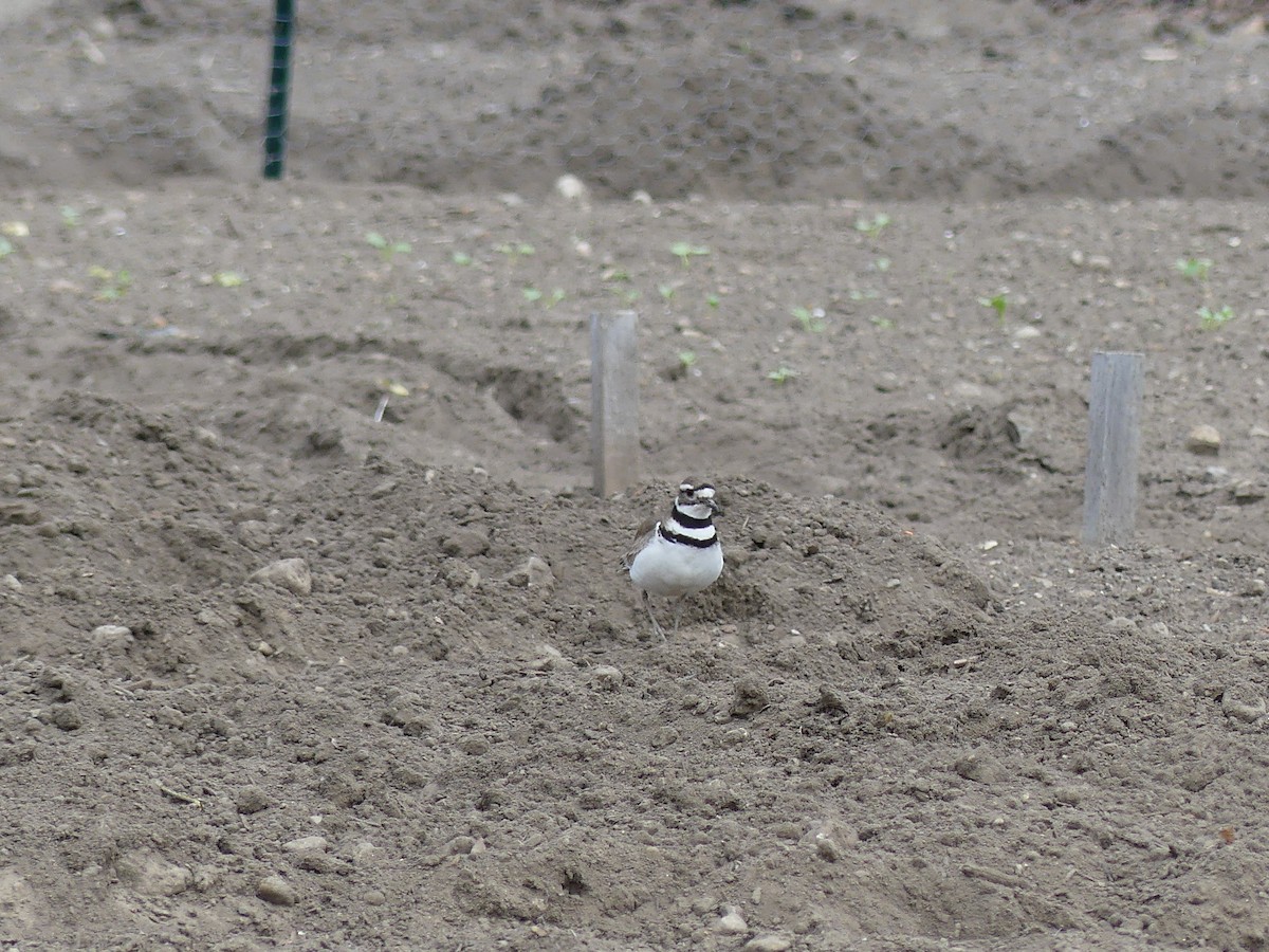 Killdeer - Cheyenne Ellis