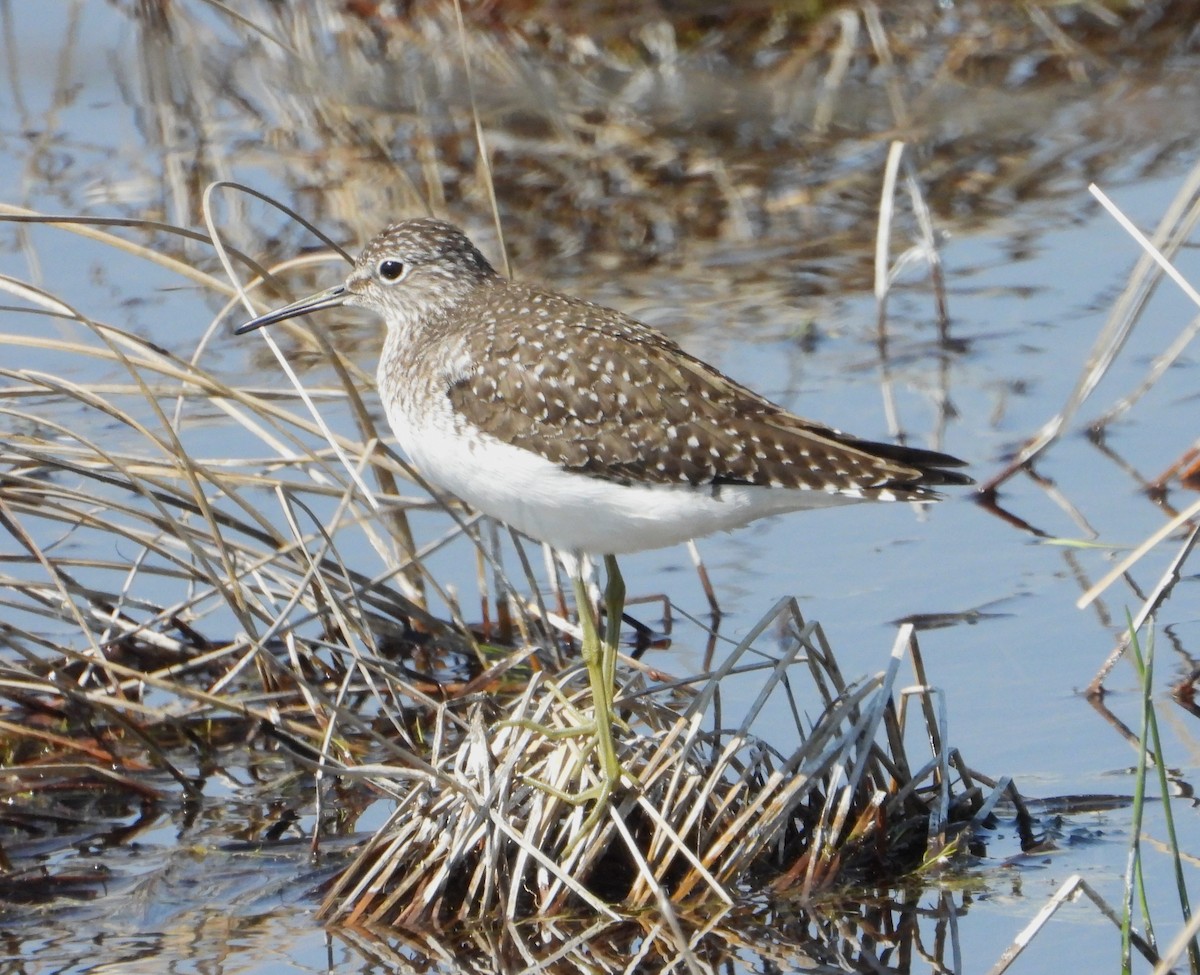 Solitary Sandpiper - Hiroyuki Aoki