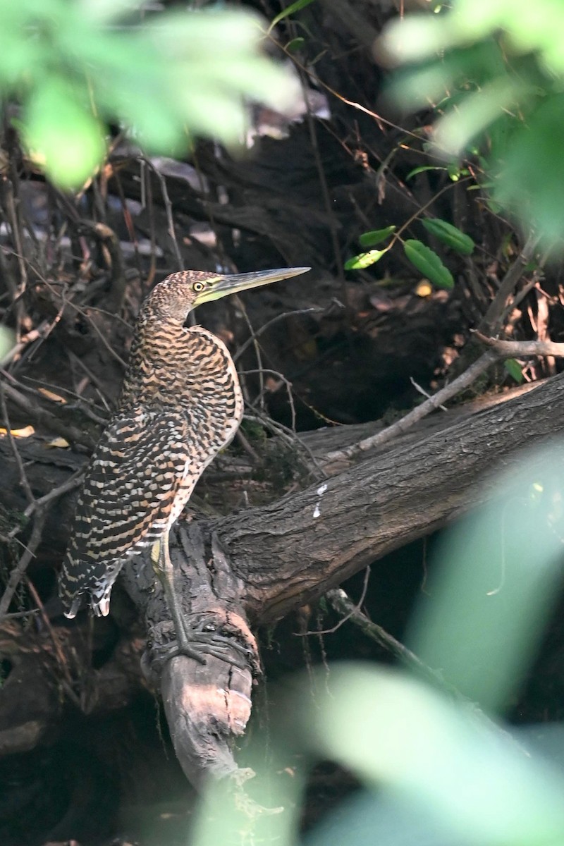 Bare-throated Tiger-Heron - Carlos Jenkins