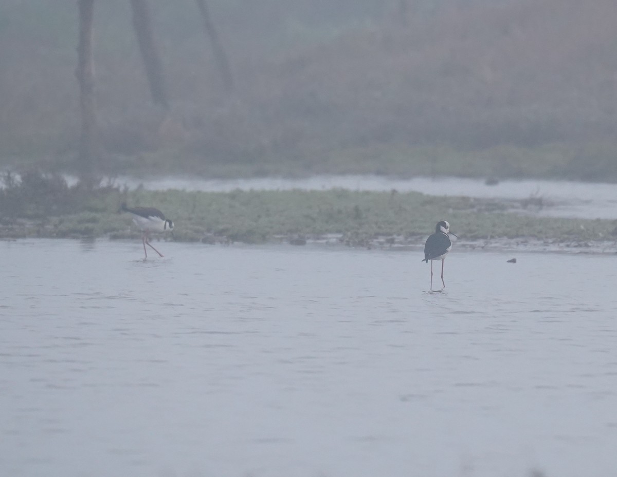 Black-necked Stilt - Olivares Barraza