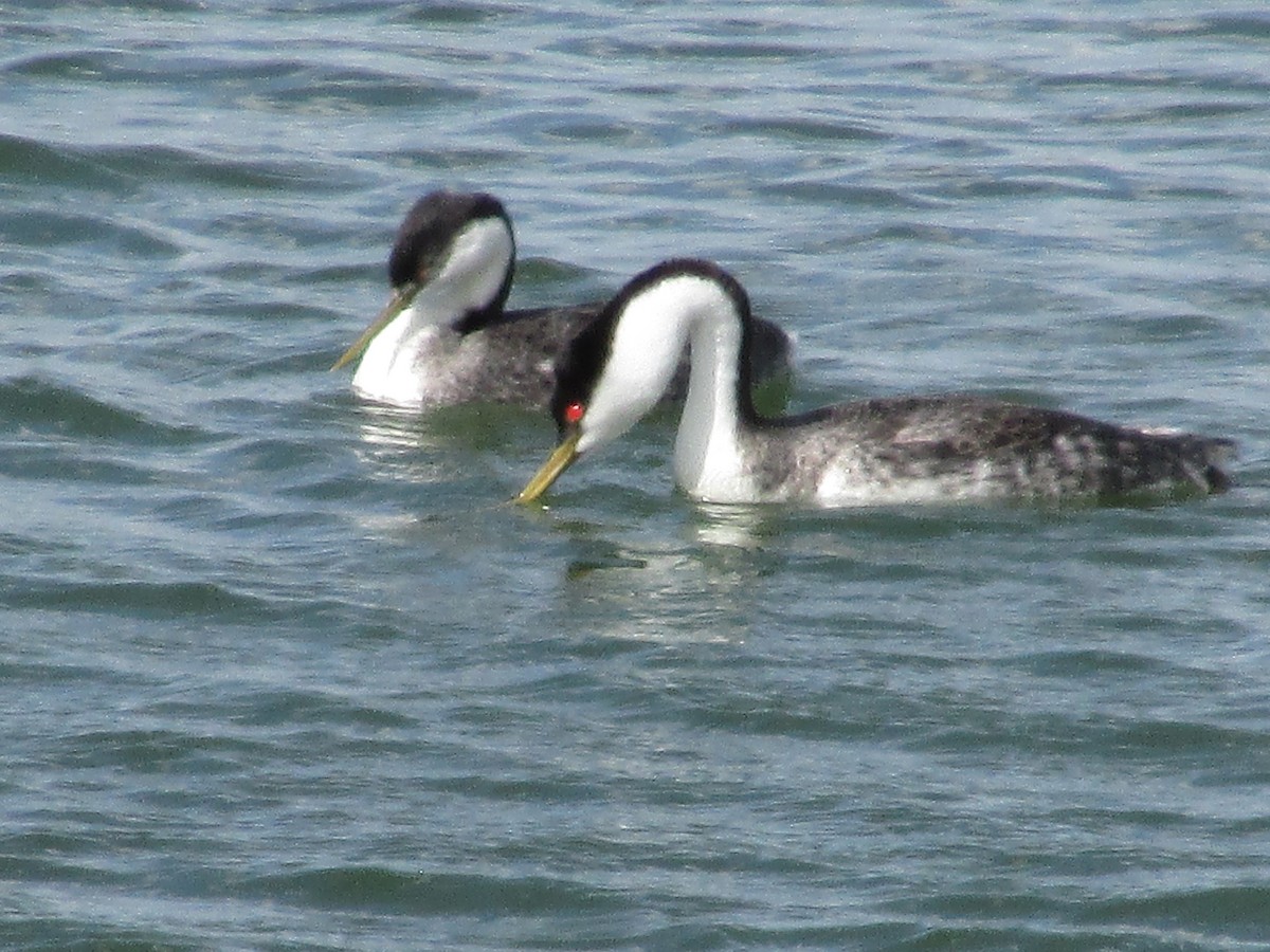 Western Grebe - Felice  Lyons