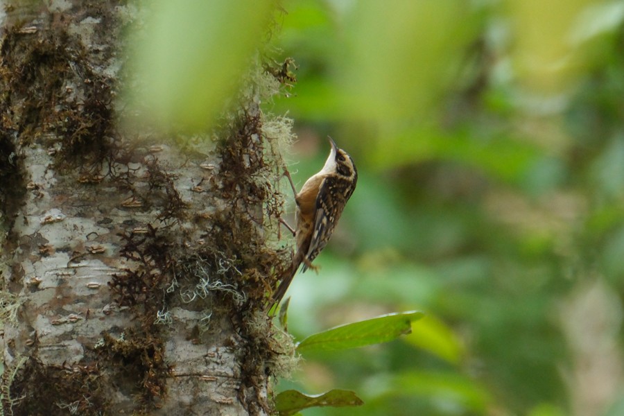 Rusty-flanked Treecreeper - Oscar Vazquez