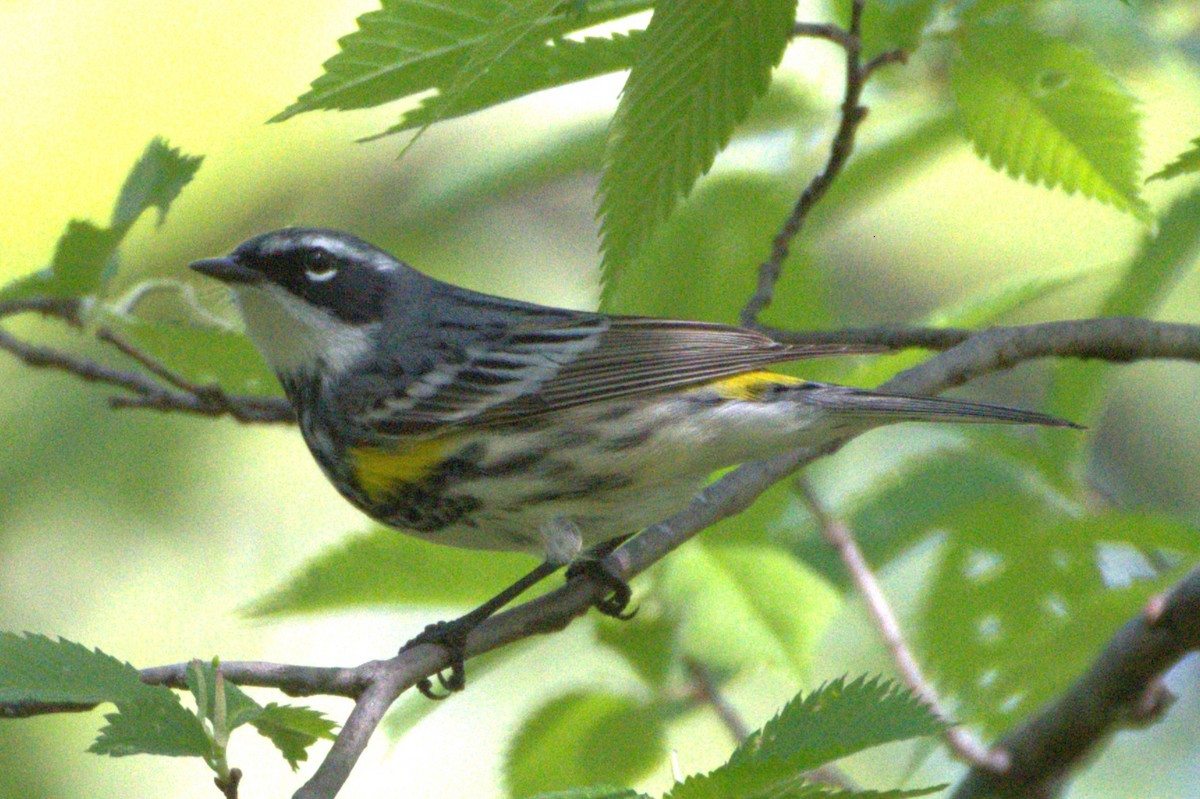 Yellow-rumped Warbler (Myrtle) - Neil Wingert