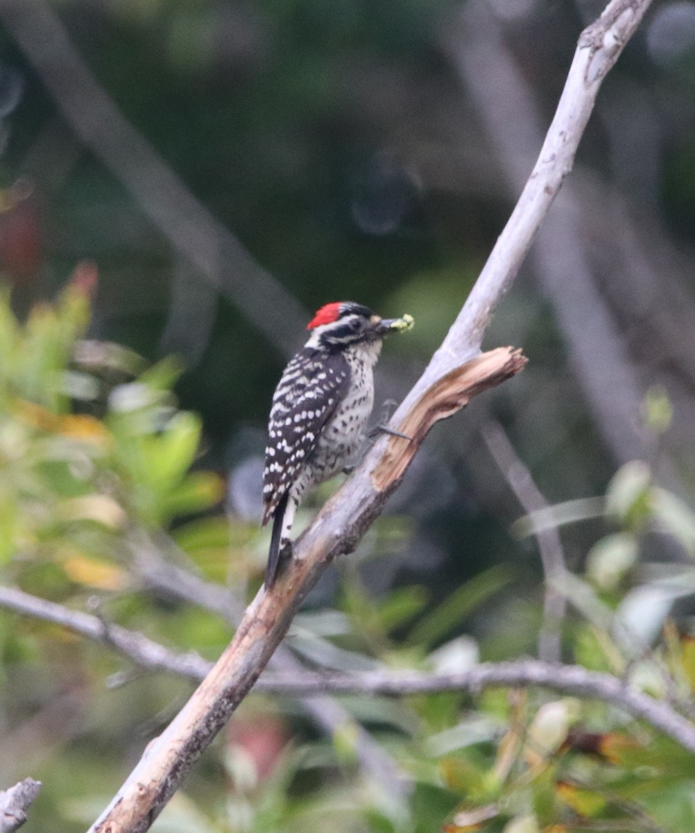 Nuttall's Woodpecker - ML618941337