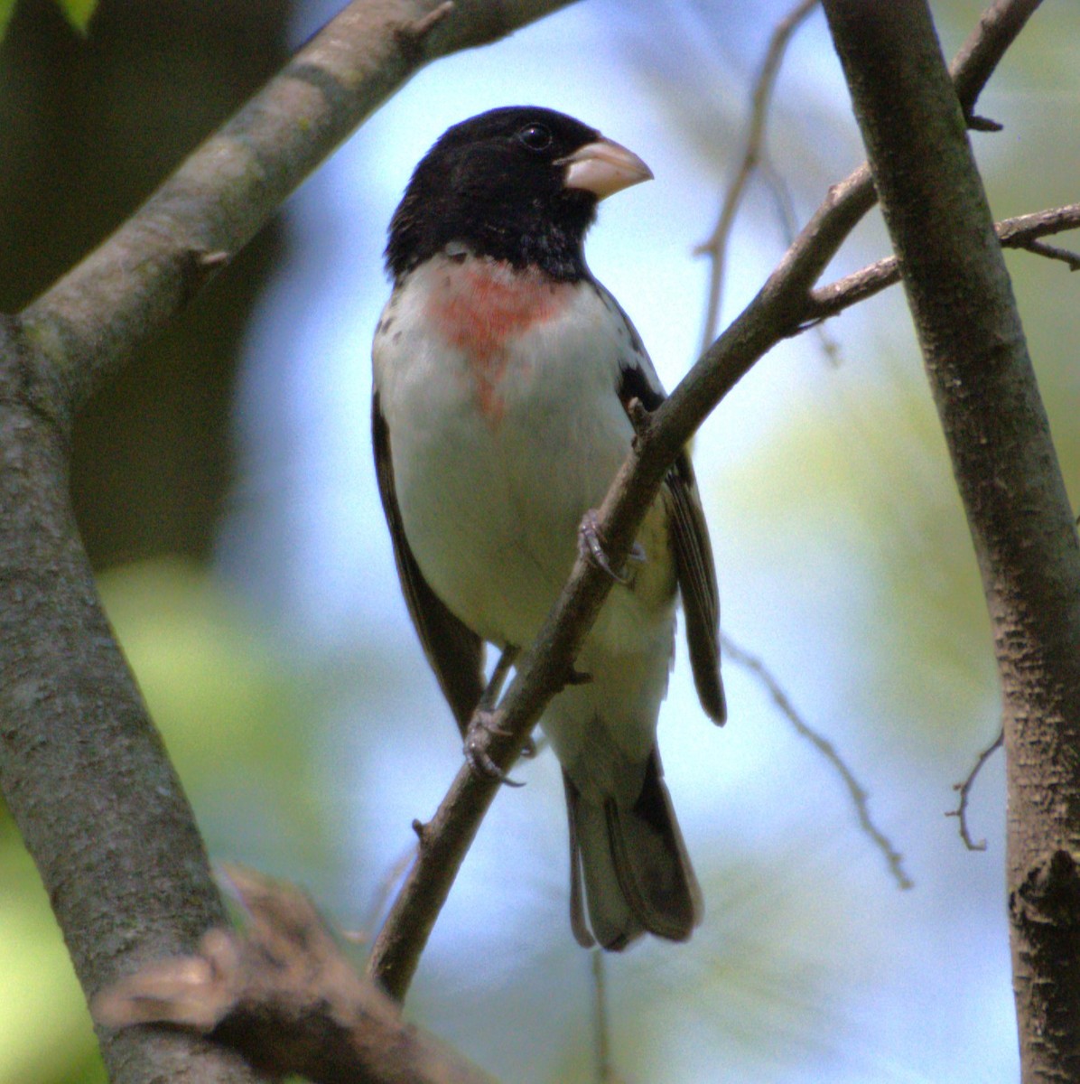 Rose-breasted Grosbeak - Neil Wingert