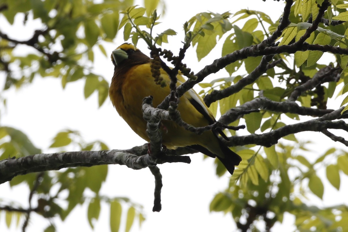 Evening Grosbeak - Eric Yeich