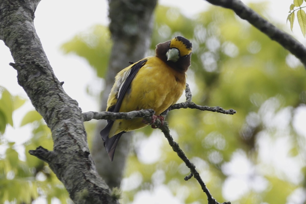 Evening Grosbeak - Eric Yeich