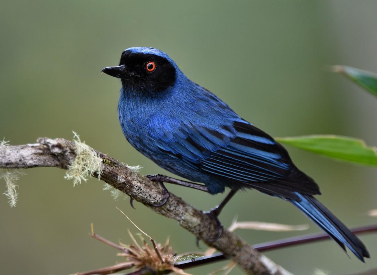 Masked Flowerpiercer - ML618941378