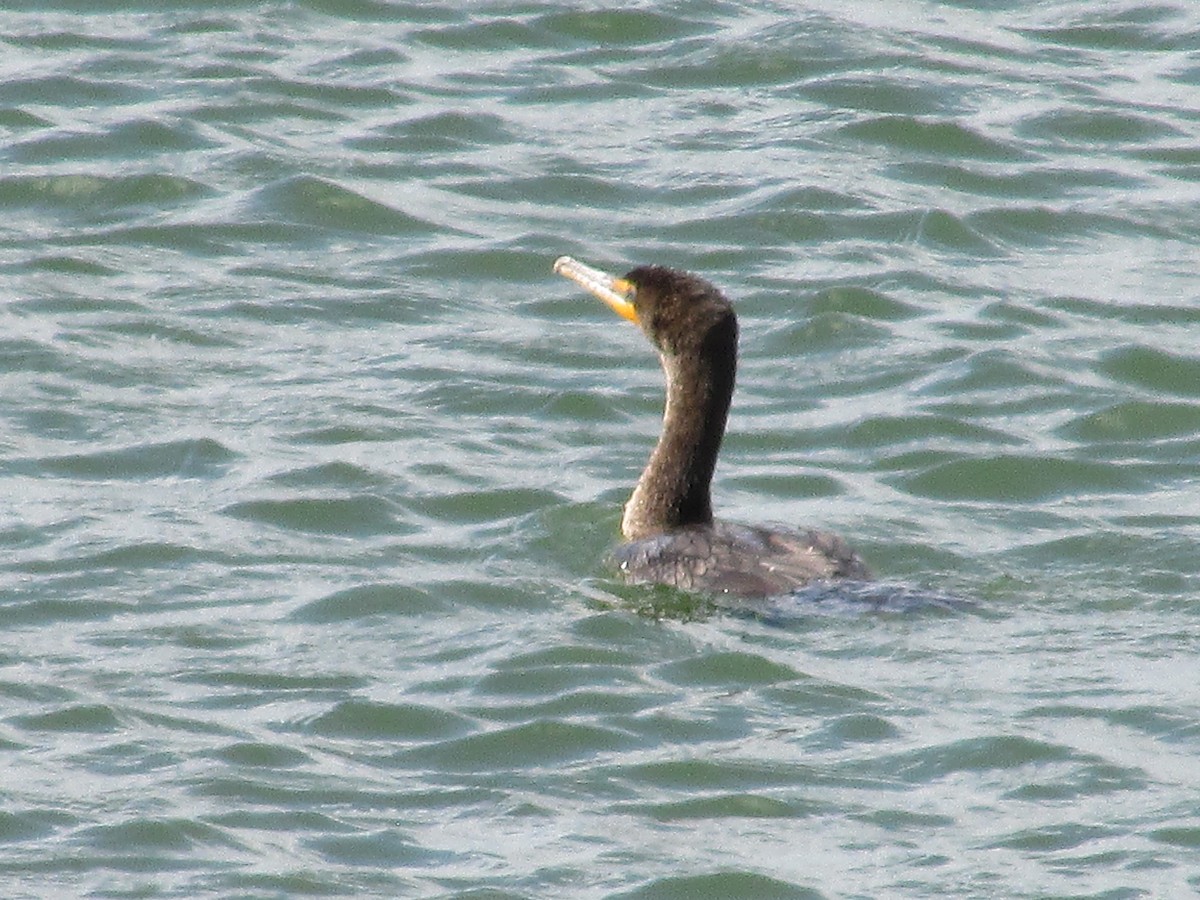 Double-crested Cormorant - Felice  Lyons