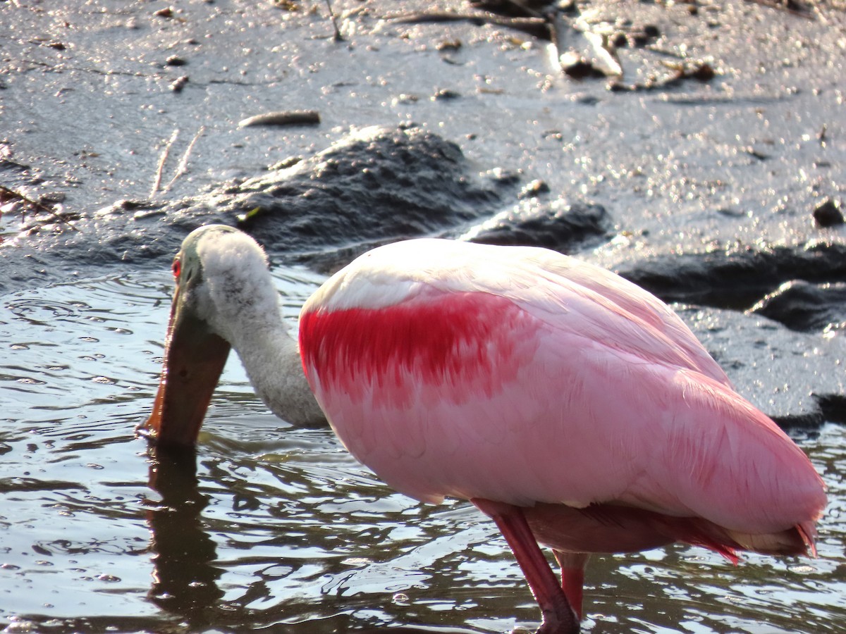 Roseate Spoonbill - ML618941390