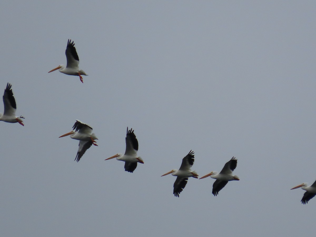 American White Pelican - Mabel Bredahl