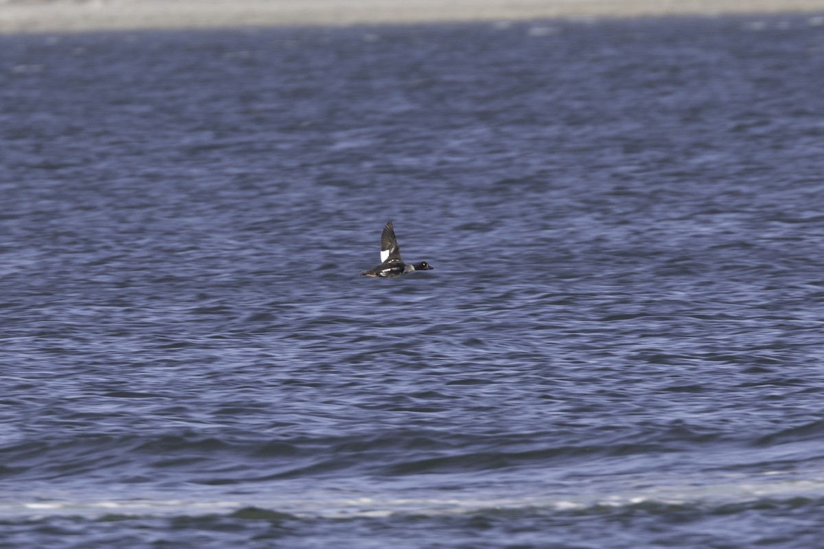 Common Goldeneye - ML618941423