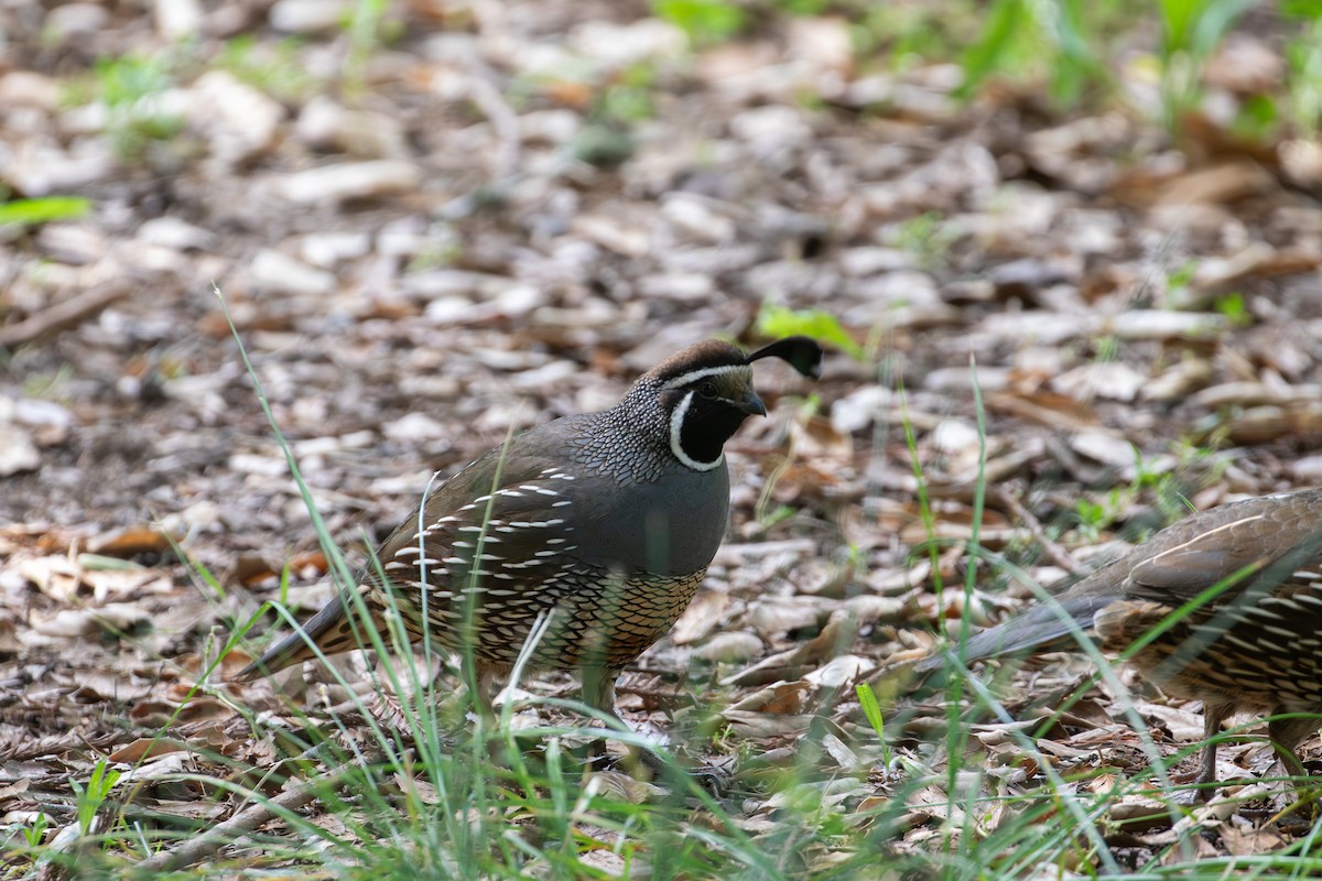 California Quail - ML618941431