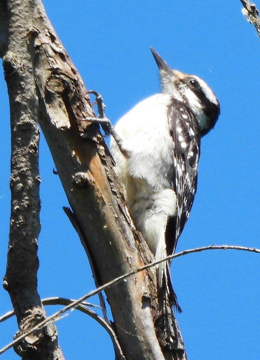 Hairy Woodpecker - Paul McKenzie