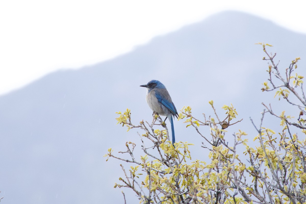 Woodhouse's Scrub-Jay - A Branch