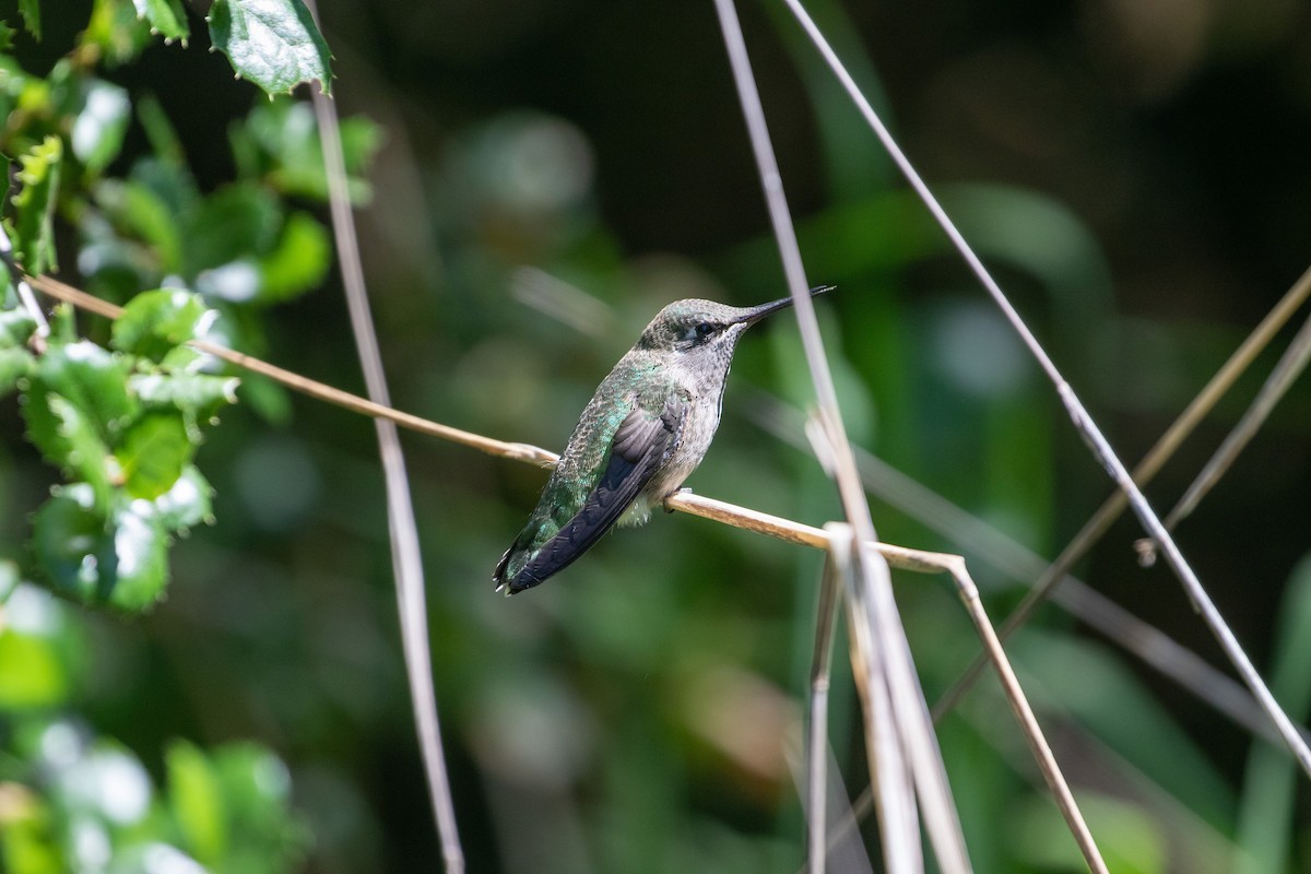 Anna's Hummingbird - ML618941441