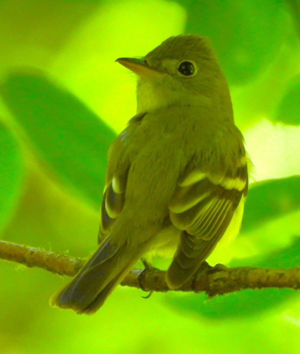 Acadian Flycatcher - Paul McKenzie