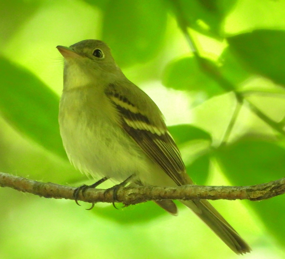 Acadian Flycatcher - Paul McKenzie