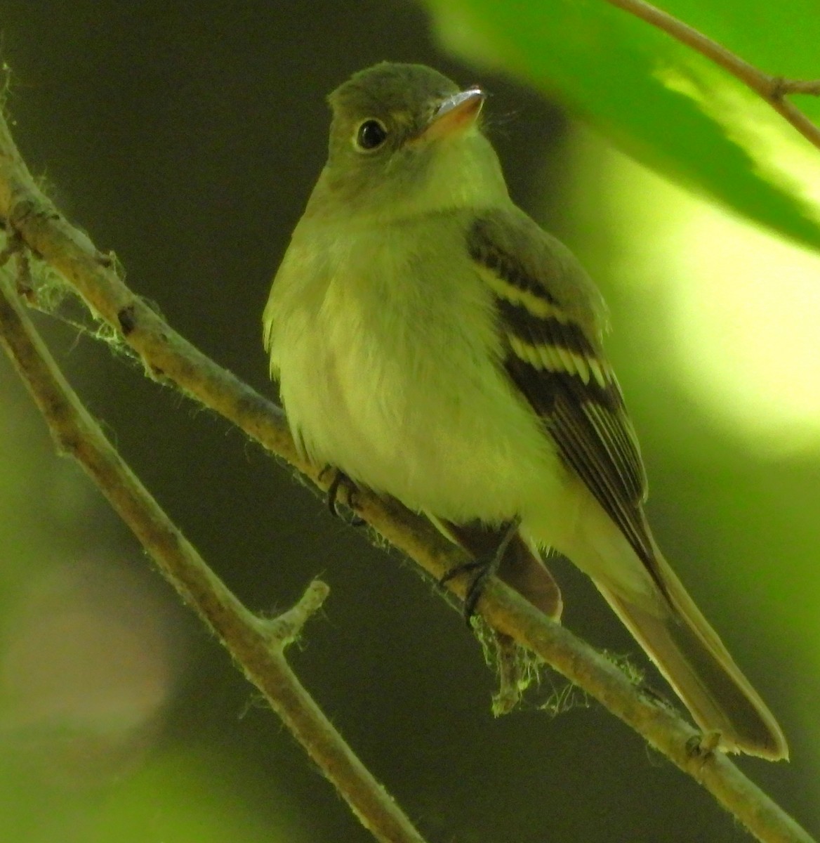 Acadian Flycatcher - Paul McKenzie