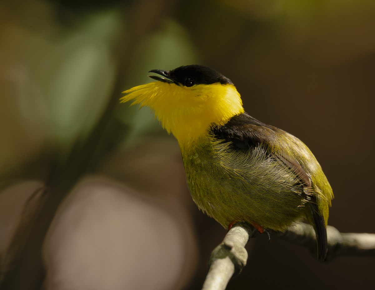Golden-collared Manakin - ML618941455