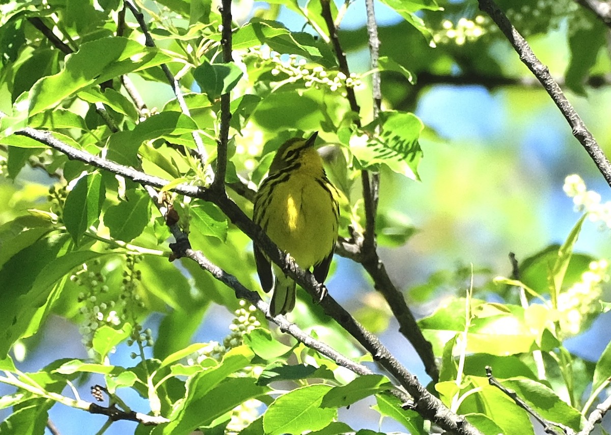 Prairie Warbler - Xinyi Z