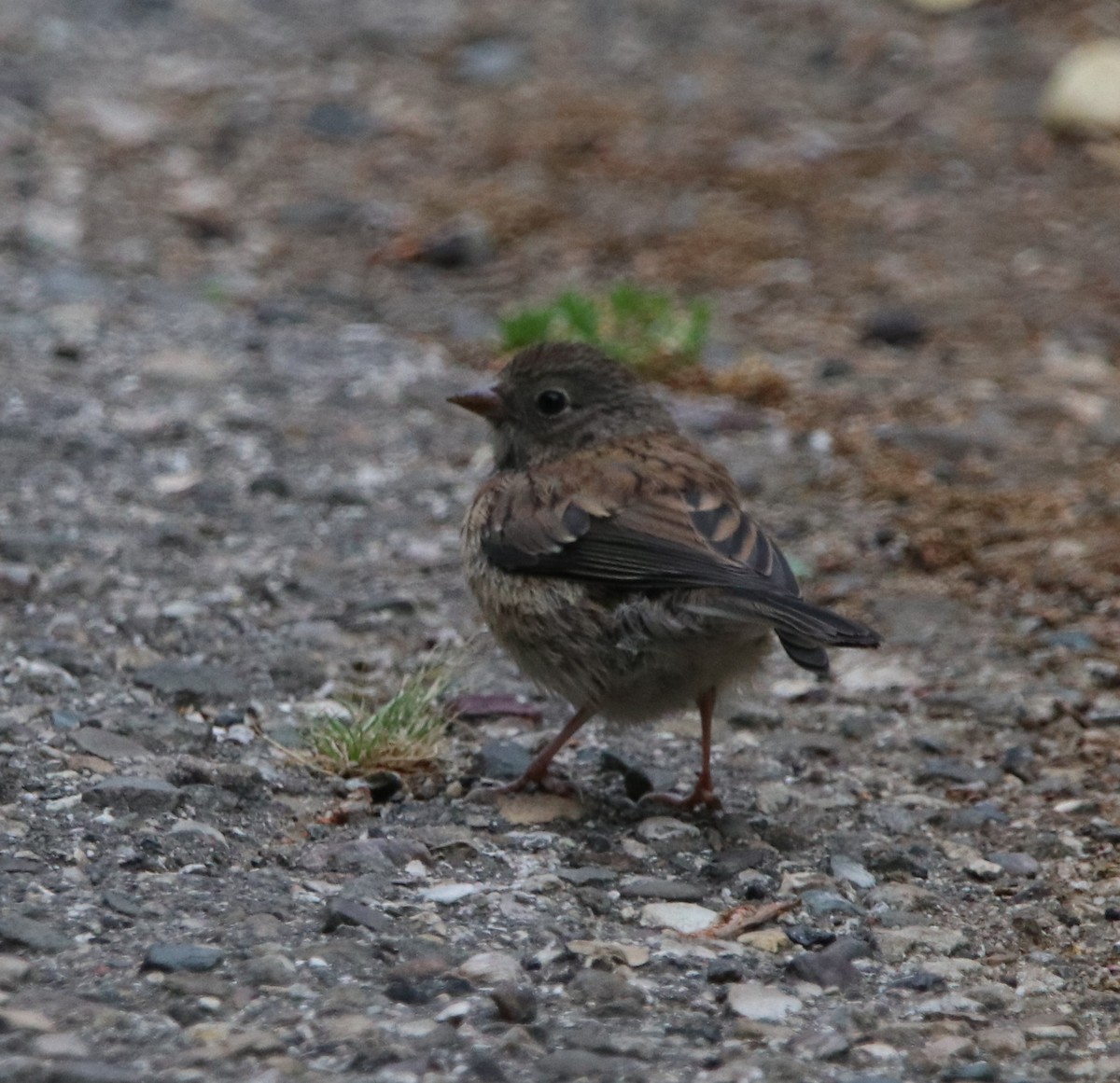 new world sparrow sp. - ML618941481