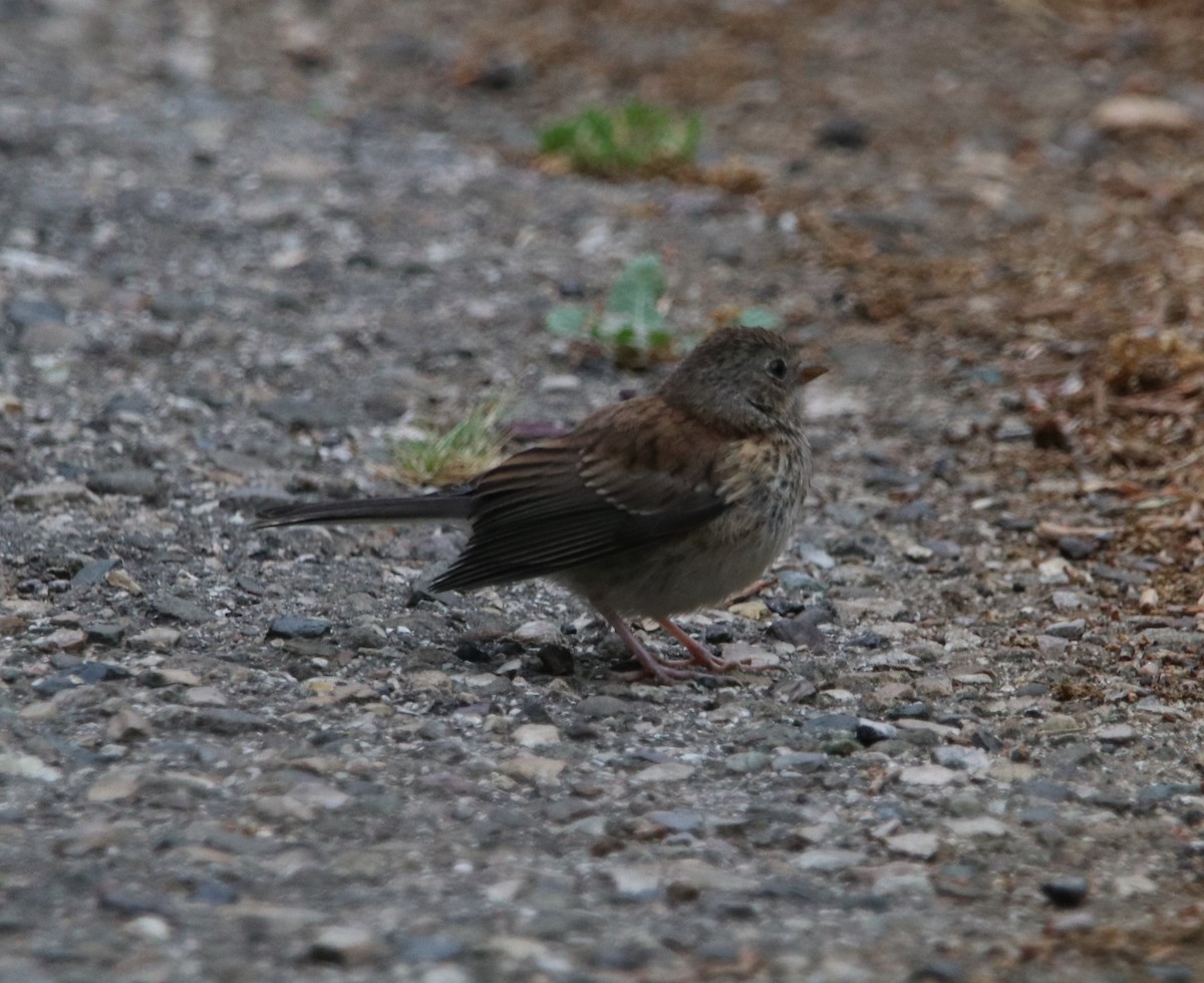 new world sparrow sp. - Rachel Street